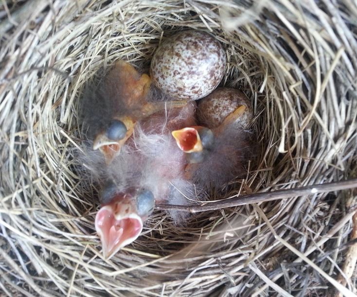Savannah Sparrow, Passerculus sandwichensis nestlings with much larger Brown-headed cowbird, Molothrus ater nestling AB Canada by Kati Fleming is licensed under CC BY-SA 3.0.
